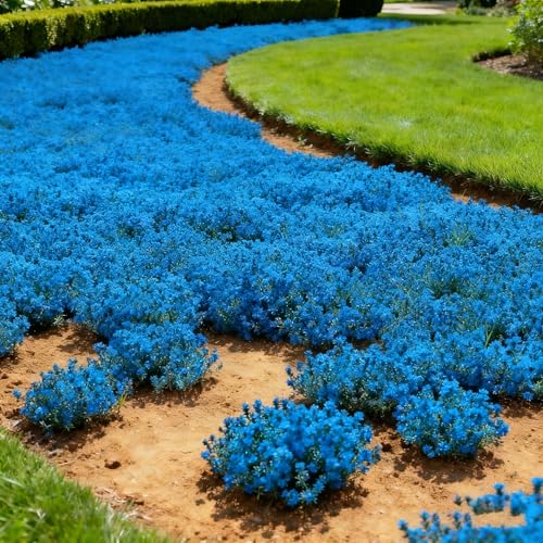 20000+ Thyme Seed, Beautiful Mixed Thyme Seeds, Perennial Ground Cover Plant Flowers, Non-Genetically Modified Thyme Seeds...