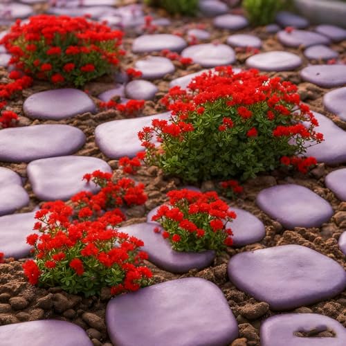 20000+ Thyme Seed, Beautiful Mixed Thyme Seeds, Perennial Ground Cover Plant Flowers, Non-Genetically Modified Thyme Seeds...