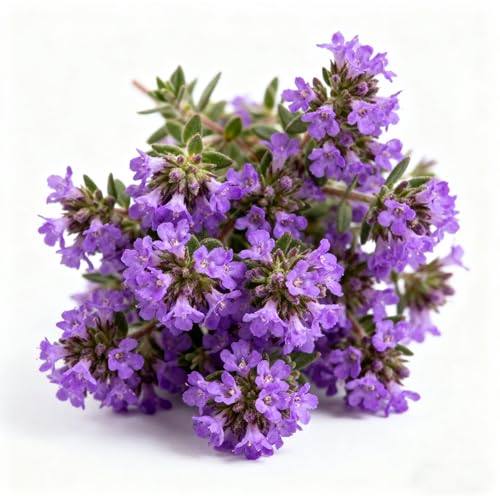 20000+ Thyme Seed, Beautiful Mixed Thyme Seeds, Perennial Ground Cover Plant Flowers, Non-Genetically Modified Thyme Seeds...