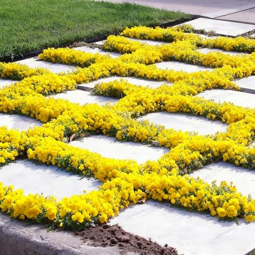 20000+ Thyme Seed, Beautiful Mixed Thyme Seeds, Perennial Ground Cover Plant Flowers, Non-Genetically Modified Thyme Seeds...