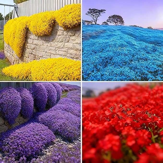 20000+ Thyme Seed, Beautiful Mixed Thyme Seeds, Perennial Ground Cover Plant Flowers, Non-Genetically Modified Thyme Seeds...